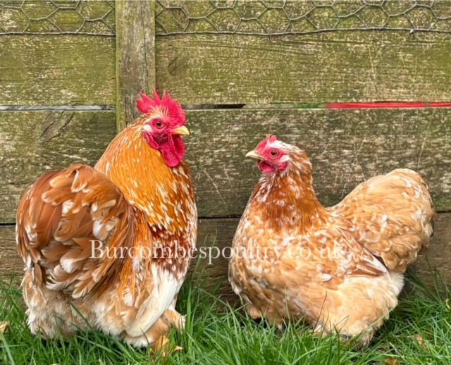jubilee orpington burcombe's poultry