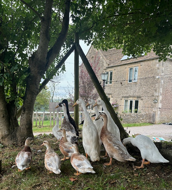 ducks for sale at Burcombe's Poultry