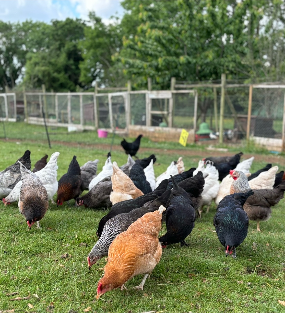 Silver Laced Orpington